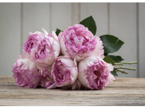 Meilland Jardin & Parfum Rose Pink Yves Piaget